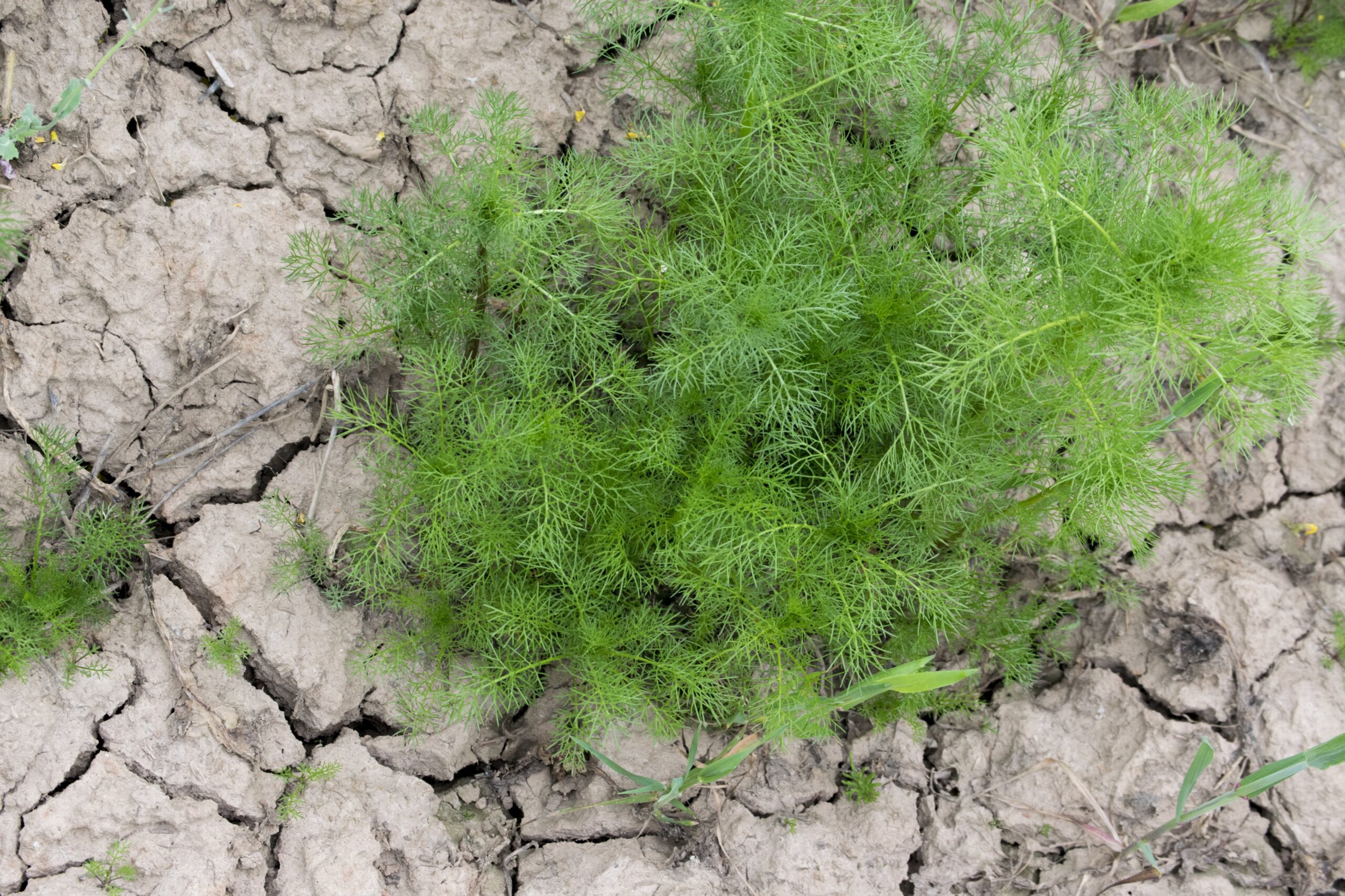 Suskilinėjęs sklypas