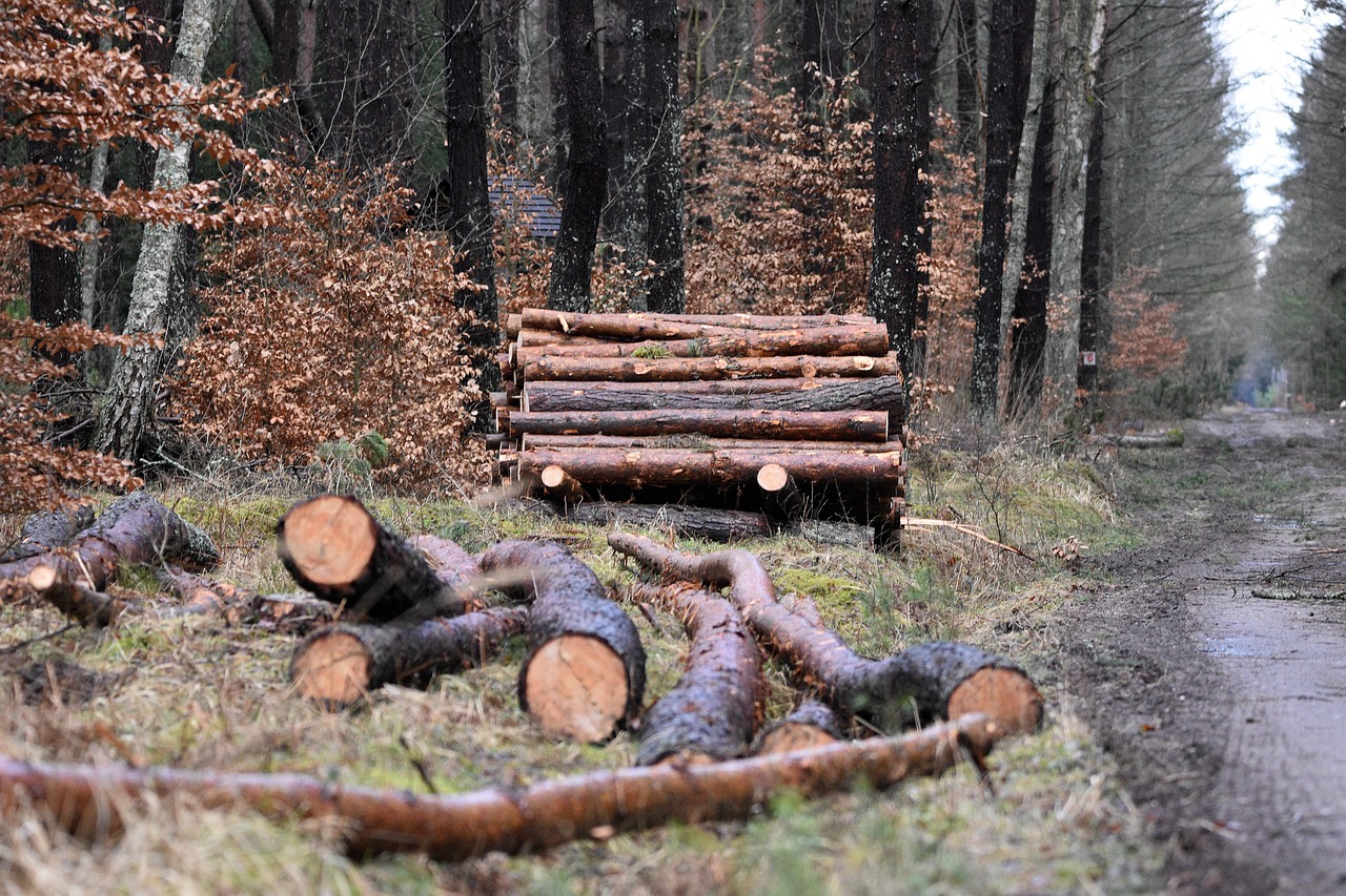 Miškininkystės įmonė